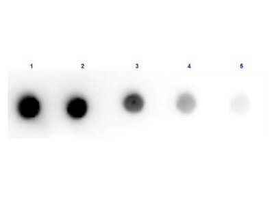Dot Blot: Rabbit anti-Canine IgM Heavy Chain Secondary Antibody [HRP] [NBP1-73847] - Dot Blot results of Rabbit anti-Canine IgM Heavy Chain Secondary antibody [HRP].Dots are Dog IgM at (1) 100ng, (2) 33.3ng, (3) 11.1ng, (4) 3.70ng, (5) 1.23ng. Blocking: 30 min at RT.Primary Antibody: none.Secondary Antibody: Rabbit Anti-Dog IgM -HRP at 1ug/mL for 1hr at RT.